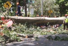 Randu 20 Meter Tumbang di Notonegoro Sleman, Ayah–Anak Warga Balikpapan Tewas