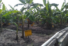 Bibit Pisang Asal Yogyakarta Diminati hingga Kalimantan, Produksi Kultur Jaringan Ditingkatkan