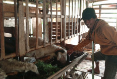 Musim Kemarau, Rumput Segar Lebih Susah Didapat, Kulit Gori Jadi Andalan Pakan Domba