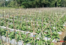Petani Wukirsari Manfaatkan Tanah Vulkanik Cangkringan untuk Budidaya Terong, Ini Saran Pengelolaan Lahannya
