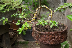 Barang Bekas Disulap Jadi Karya Artistik, Warga Sleman Ciptakan Pot Bonsai dan Air Terjun Mini Bernilai Jual