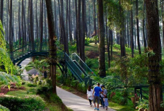 Wisata Alam Orchid Forest Cikole Lembang 2026 di Tengah Hutan Pinus yang Instagenic