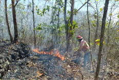 Musim Kemarau 2026, 49 Kali Kebakaran Lahan Terjadi di Gunungkidul, 48,5 Lahan Hektare Terdampak