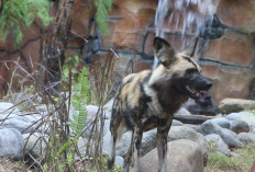  Gembira Loka Zoo Perkuat Animal Welfare, Hadirkan Satwa Unik Sambut Long Weekend Paskah