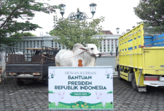 Presiden Prabowo Sumbang Sapi Kurban ke Kota Yogyakarta, Daging Dibagikan untuk Warga Bantaran Sungai