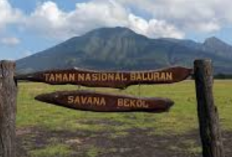 Eksplorasi Taman Nasional Baluran, Panduan Wisata ke Africa Van Java Paling Memukau