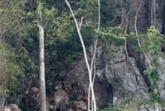 Masuki Hari Ketiga,Tim SAR Terus Mencari Keberadaan Mbah Bajiyo yang Hilang di Gunungkidul