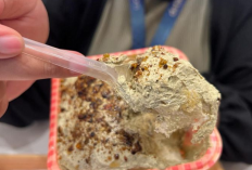 Surga Sourdough Bakery Terbaik untuk Pecinta Roti Sehat Paling Hits di Gading Serpong 