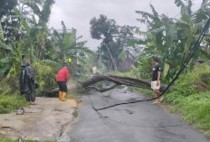 Hujan Disertai Angin Kencang Terjang Sleman, Belasan Pohon Tumbang Timpa Rumah dan Tutup Jalan
