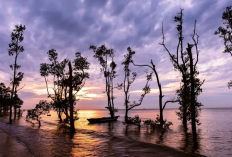 Menjemput Fajar dan Menatap Senja di Pantai Ambalat Kutai Kartanegara
