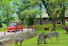 Cara Pesan Tiket Solo Safari Secara Online Beserta Link Resmi, Solusi Praktis Liburan Seru 