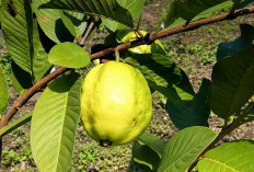 Jambu Kristal Mulai Berbuah di Usia 7 Bulan, 50 Pohon Bisa Panen 50 Kilogram per Pekan