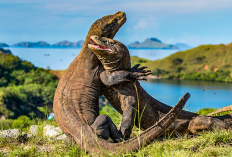 Keindahan Bawah Laut, Berikut Rekomendasi Tempat Snorkeling Paling Menakjubkan di Indonesia