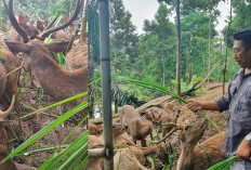 Menikmati Akhir Pekan di Tahura WAR jadi Destinasi Healing Murah dan Edukatif di Lampung