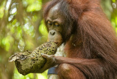17.865 Titik Api Kepung Habitat Orangutan Kalimantan, Pemerintah Harus Bentuk Rencana Darurat