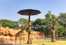 Destinasi Favorit Wisata Edukatif Koleksi Satwa dan Wahana Seru di Kebun Binatang Surabaya 