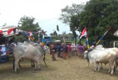 Gerobak Sapi Kembali Dinikmati Sebagai Wisata Unik, Orderan Tembus 20 Sehari