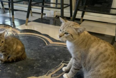 Surga Pecinta Kucing, Ada Cafe Pansa 81 Sidoarjo Untuk Nongkrong Seru Bareng Kucing 
