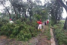 Hujan Lebat dan Angin Kencang Terjang Sleman, Puluhan Pohon Tumbang dan Genteng Berterbangan
