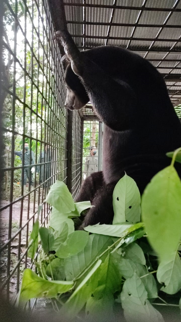 BKSDA Yogyakarta Translokasi Beruang Madu ke Borneo Orangutan Survival Foundation